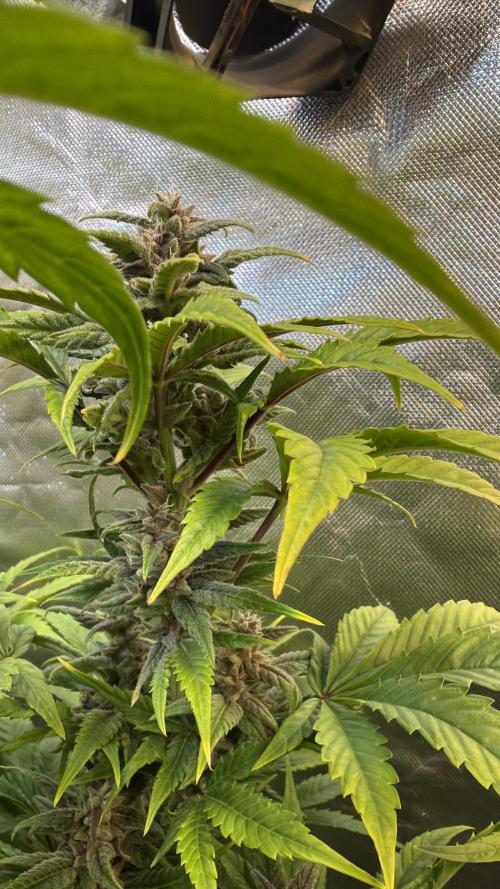 Fast Buds - Tropicana cookies Auto. Week 9