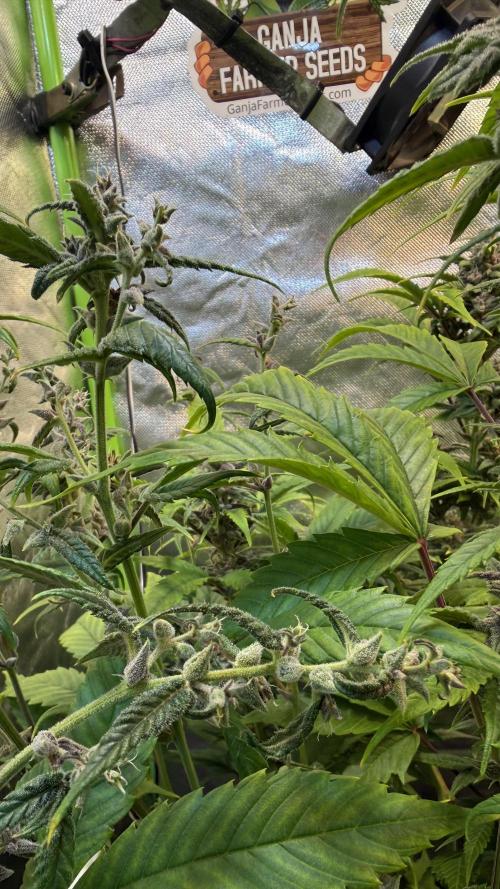 Fast Buds - Tropicana cookies Auto. Week 9