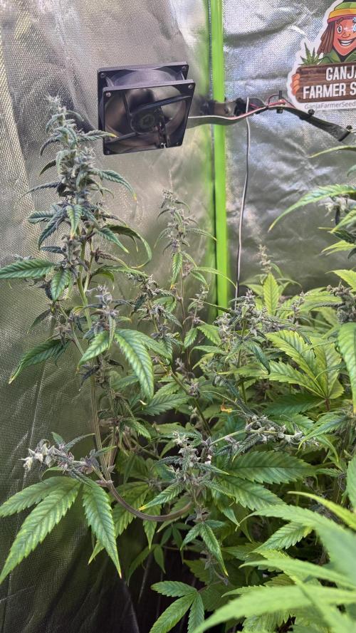 Fast Buds - Tropicana cookies Auto. Week 9