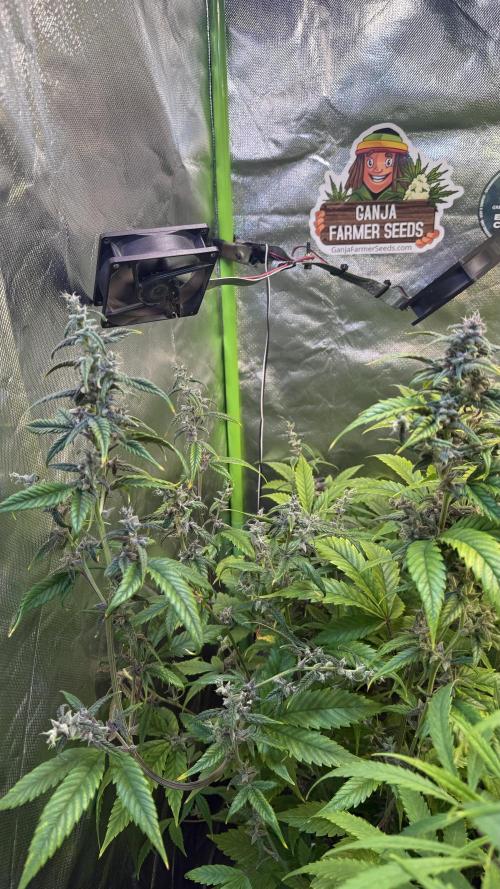Tropicana Cookies Auto. Week 9