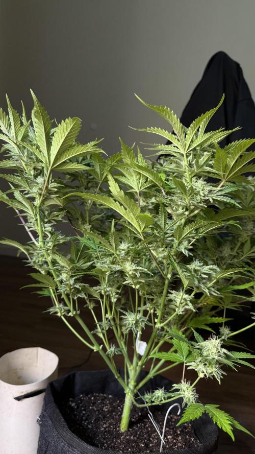 Fast Buds - Pound Cake Auto. Week 9