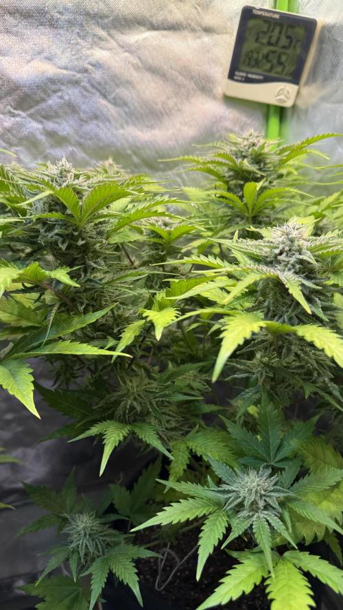 Pound Cake Auto. Week 9
