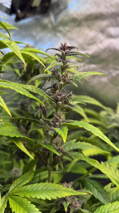 Fast Buds - Tropicana cookies Auto. Week 9