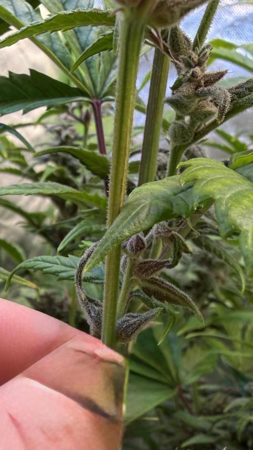Fast Buds - Tropicana cookies Auto. Week 9