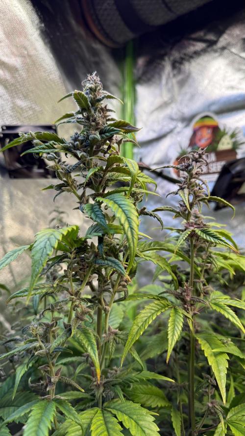 Fast Buds - Tropicana cookies Auto. Week 9
