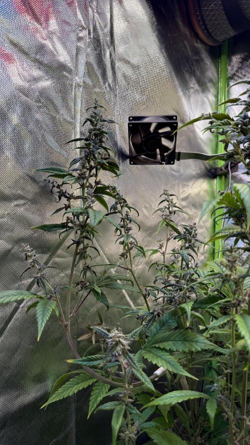 Tropicana Cookies Auto. Week 9