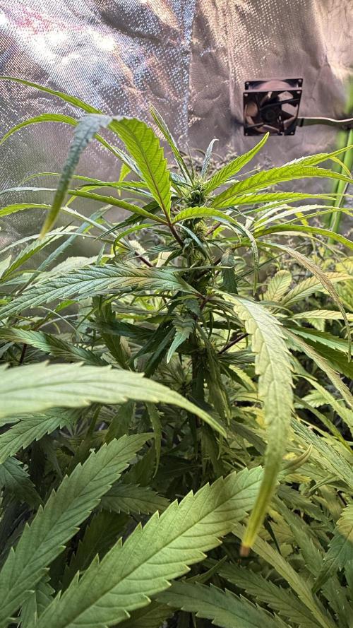 CBD AUTO 20:1. Week 9