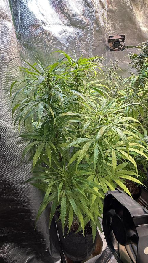 CBD AUTO 20:1. Week 9