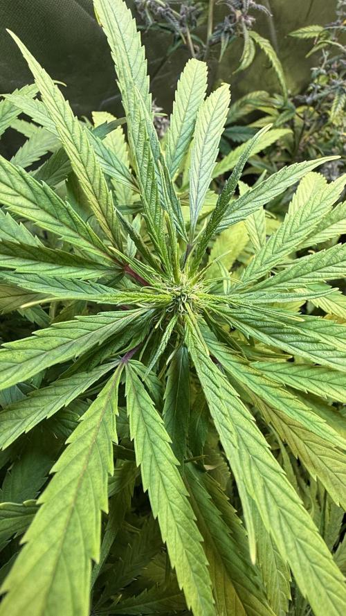 CBD AUTO 20:1. Week 9