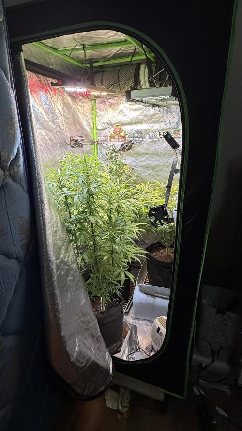 CBD AUTO 20:1. Week 9