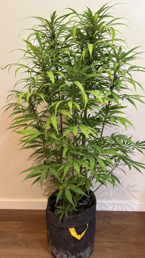 CBD AUTO 20:1. Week 9