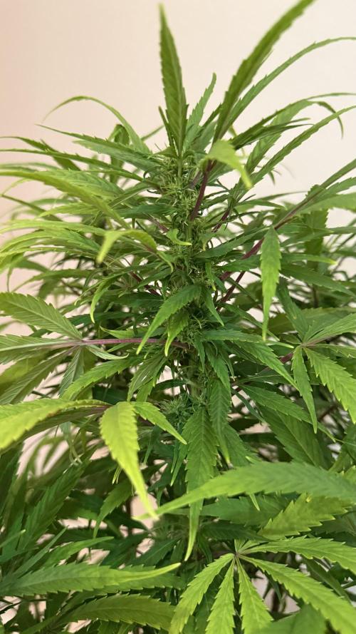 CBD AUTO 20:1. Week 9