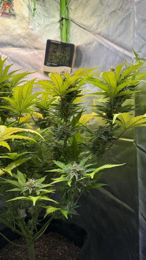 Fast Buds - Pound Cake Auto. Week 10