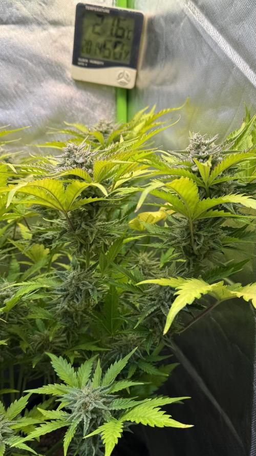 Fast Buds - Pound Cake Auto. Week 10