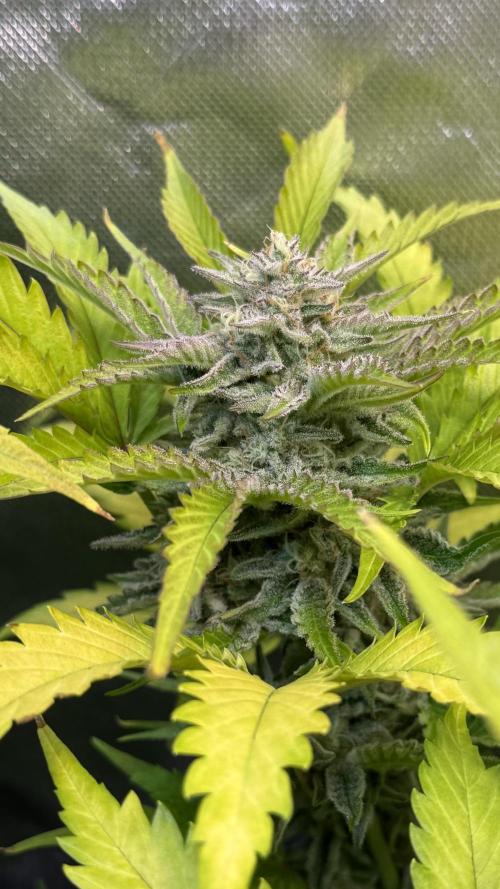 Fast Buds - Pound Cake Auto. Week 10