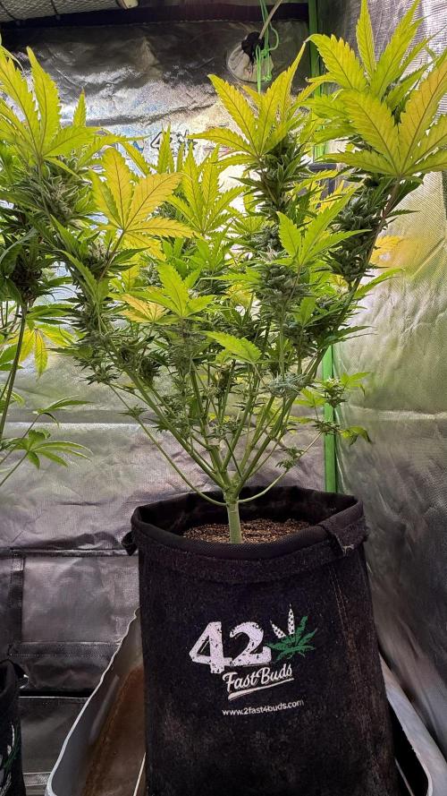 Fast Buds - Pound Cake Auto. Week 10