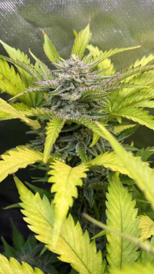 Fast Buds - Pound Cake Auto. Week 10