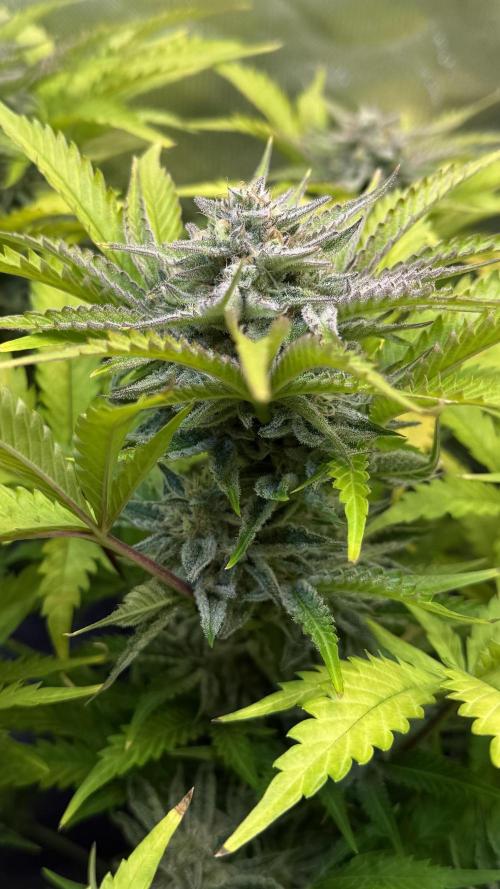 Fast Buds - Pound Cake Auto. Week 10