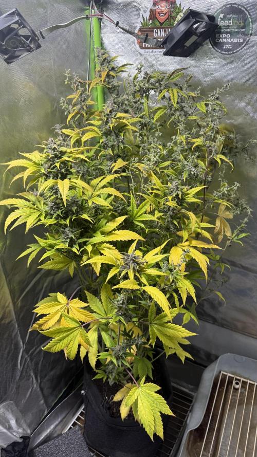 Fast Buds - Tropicana cookies Auto. Week 10