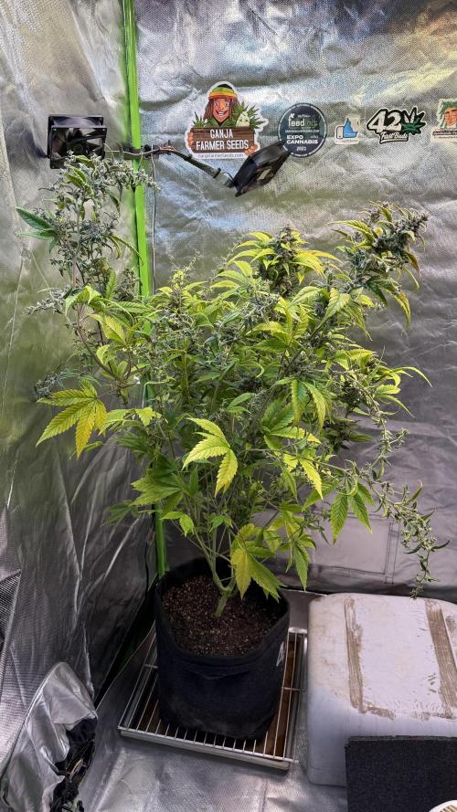 Fast Buds - Tropicana cookies Auto. Week 10