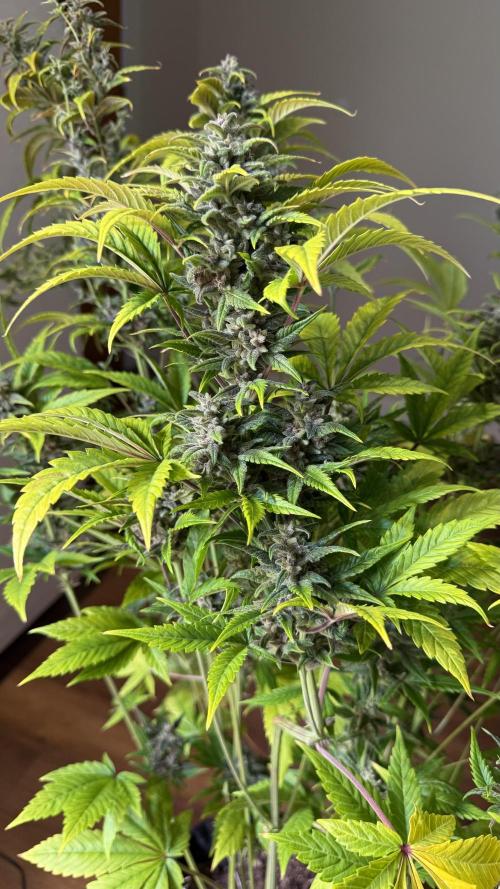 Fast Buds - Tropicana cookies Auto. Week 10