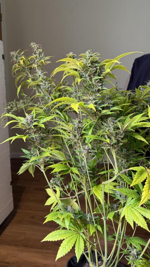 Fast Buds - Tropicana cookies Auto. Week 10