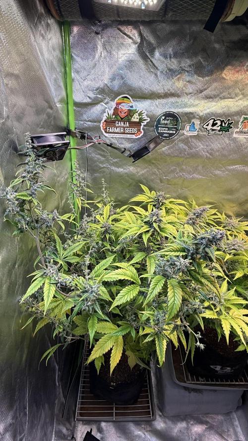 Fast Buds - Tropicana cookies Auto. Week 10