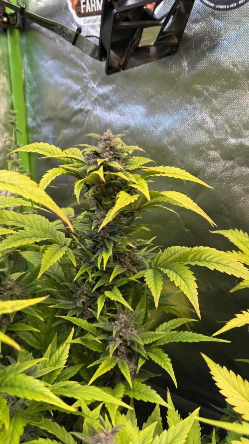 Fast Buds - Tropicana cookies Auto. Week 10