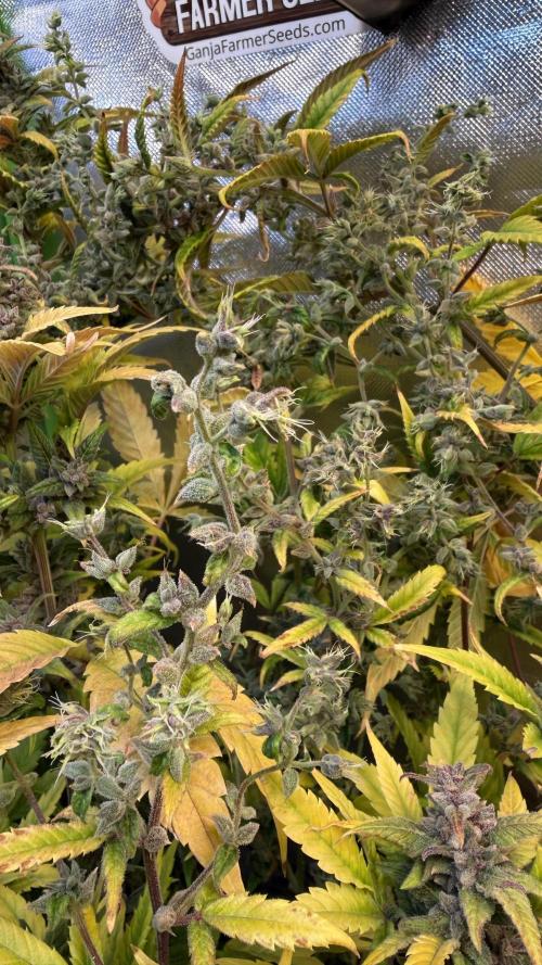 Fast Buds - Tropicana cookies Auto. Week 11 - Día 75