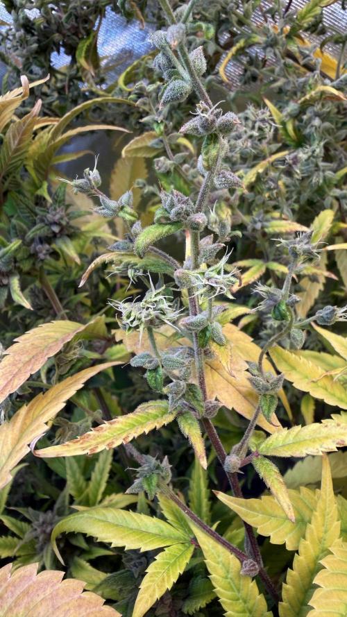 Tropicana Cookies Auto. Week 11