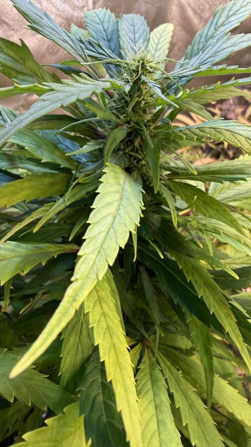 CBD AUTO 20:1. Week 10 - 76