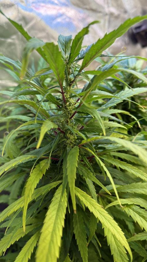 CBD AUTO 20:1. Week 10 - 76