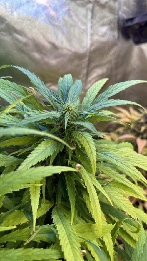 CBD AUTO 20:1. Week 10 - 76