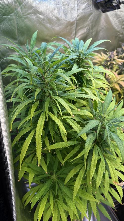 CBD AUTO 20:1. Week 10 - 76