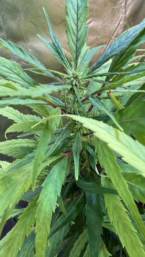 CBD AUTO 20:1. Week 10 - 76