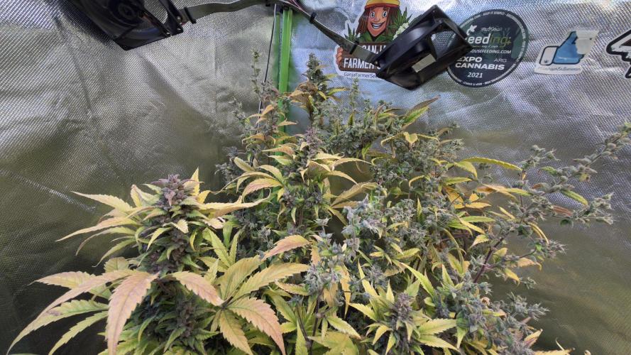 Fast Buds - Tropicana cookies Auto. Week 11