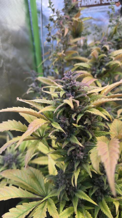 Fast Buds - Tropicana cookies Auto. Week 11