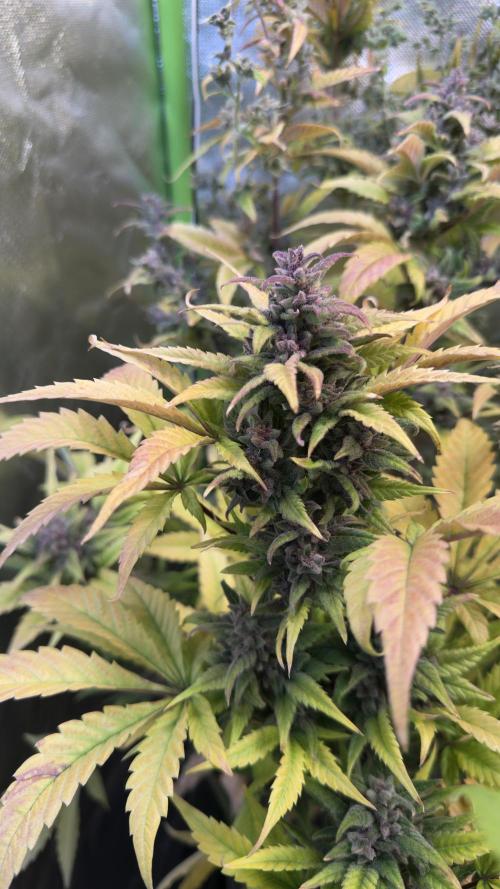 Fast Buds - Tropicana cookies Auto. Week 11
