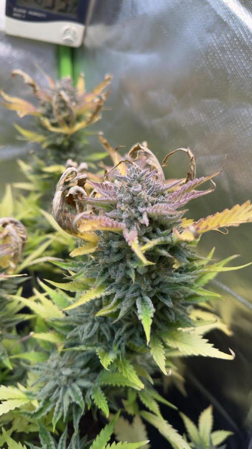 Fast Buds - Pound Cake Auto. Week 11