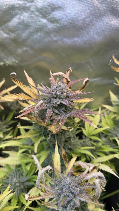 Fast Buds - Pound Cake Auto. Week 11