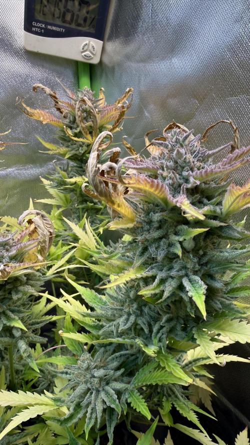 Fast Buds - Pound Cake Auto. Week 11