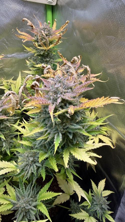 Fast Buds - Pound Cake Auto. Week 11