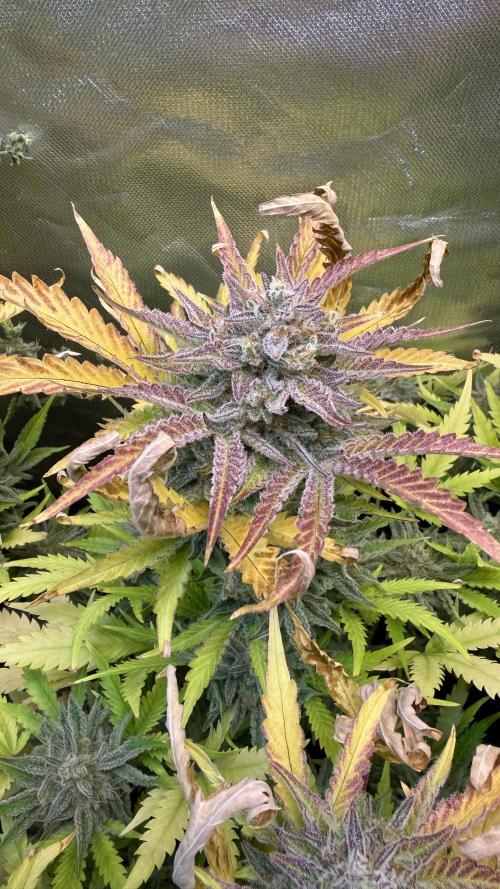 Fast Buds - Pound Cake Auto. Week 11