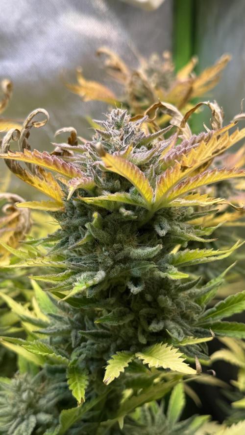 Fast Buds - Pound Cake Auto. Week 11