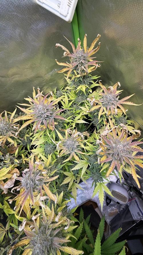 Fast Buds - Pound Cake Auto. Week 11