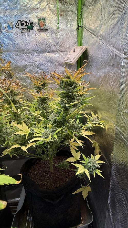 Fast Buds - Pound Cake Auto. Week 11
