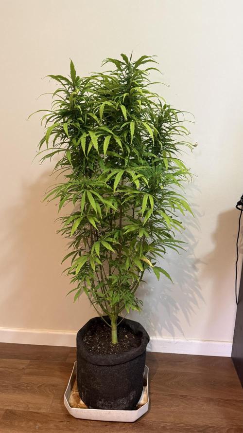 CBD Auto 20:1. Week 11