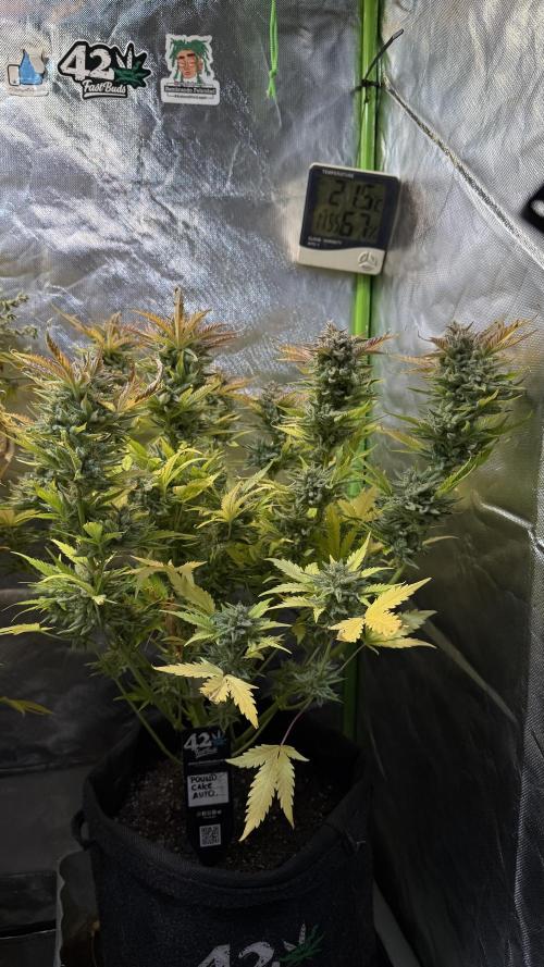 Fast Buds - Pound Cake Auto. Week 12
