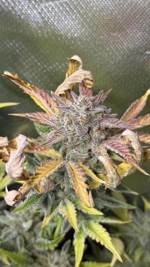 Fast Buds - Pound Cake Auto. Week 12