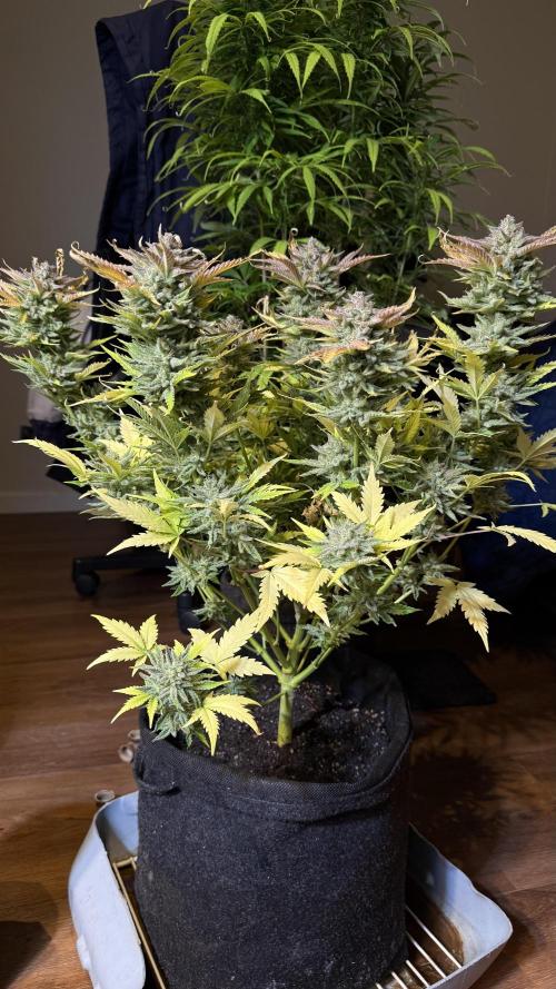 Pound Cake Auto. Week 12